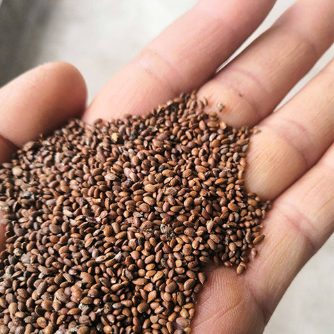 Actinidia chinensis & Golden kiwifruit Seeds