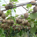 Actinidia chinensis & Golden kiwifruit Seeds