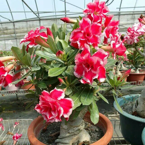 desert rose seeds ebay Adenium Obesum Flower & Desert Rose Seeds