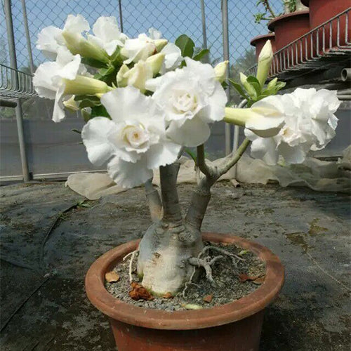 white desert rose seeds Adenium Obesum Flower & Desert Rose Seeds