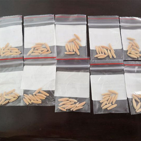 Adenium Obesum Flower