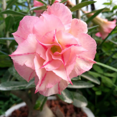 Adenium Obesum Flower