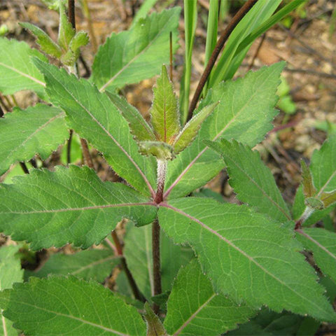 Adenophora Tetraphylla & Adenophorae Seeds
