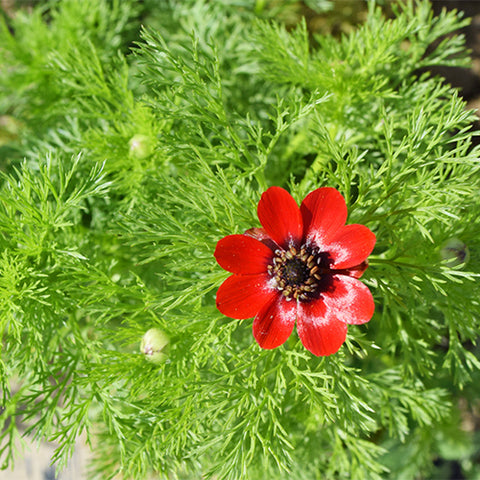 Adonisamurensis-Seeds