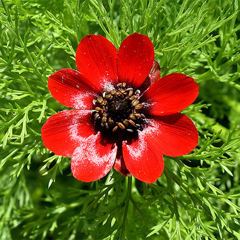 Adonisamurensis-Seeds