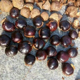 Chinese Horse Chestnut Seeds