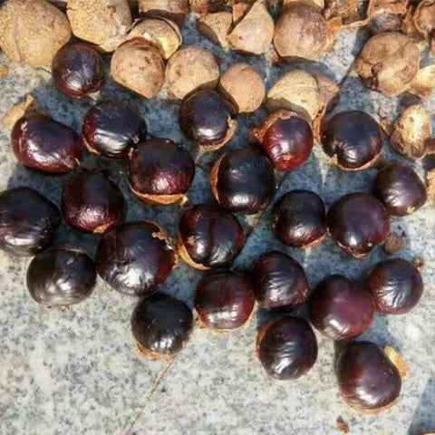 Aesculus Chinensis & Chinese Horse Chestnut Seeds