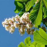 Aesculus-chinensis-Chinese-horse-chestnut-Seeds