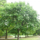 Aesculus Chinensis & Chinese Horse Chestnut Seeds