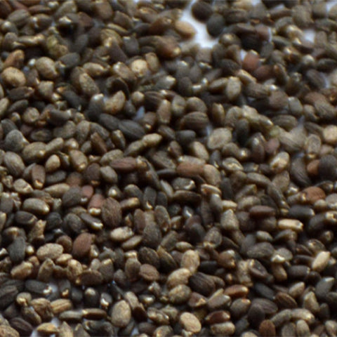 Agastache-Rugosa-Agastache-Seeds