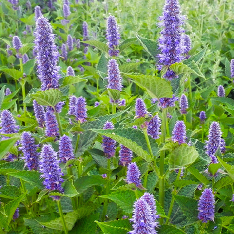 Agastache Rugosa