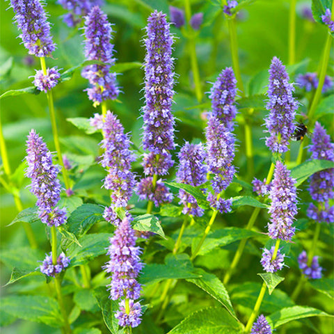 Agastache-Rugosa-Agastache-Seeds