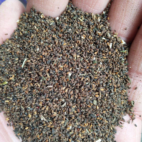 Agastache Rugosa & Cablin Potchouli Seeds