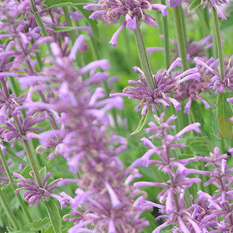 Agastache Rugosa & Cablin Potchouli Seeds