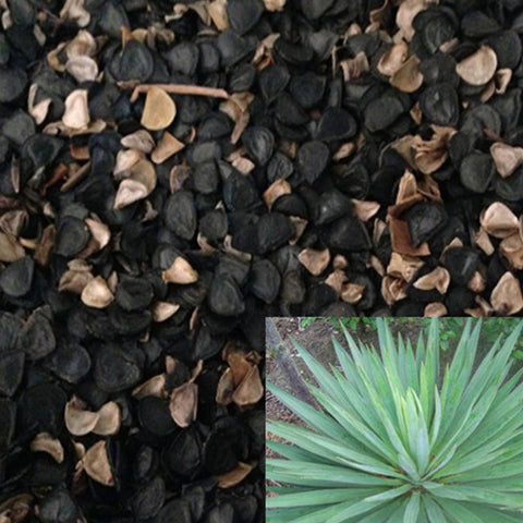 Agave sisalana & Sisal hemp Seeds