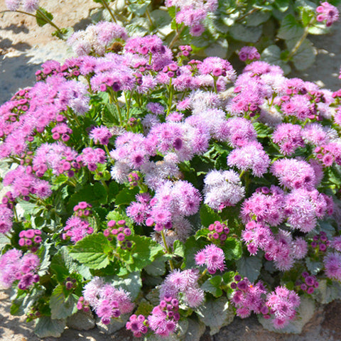 Ageratum Conyzoides & Tropical Whitewee Seeds