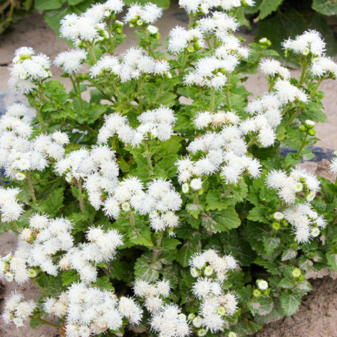 Ageratum Conyzoides & Tropical Whitewee Seeds