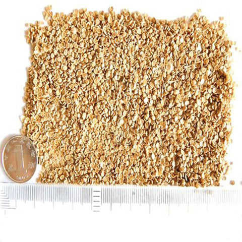 Agriophyllum-squarrosum-Shami-Seeds