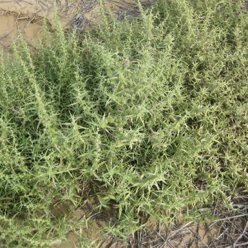 shami plant seeds Agriophyllum Squarrosum & Shami Seeds