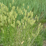 Agropyron cristatum & Crested wheat grass Seeds