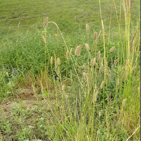 Agropyron cristatum & Crested wheat grass Seeds
