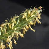  Crested wheat grass Seeds