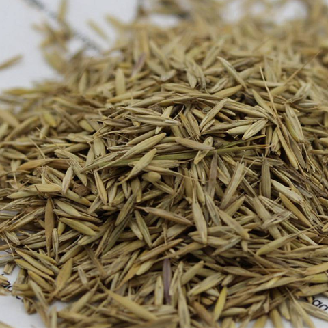 Agropyron cristatum & Crested wheat grass Seeds