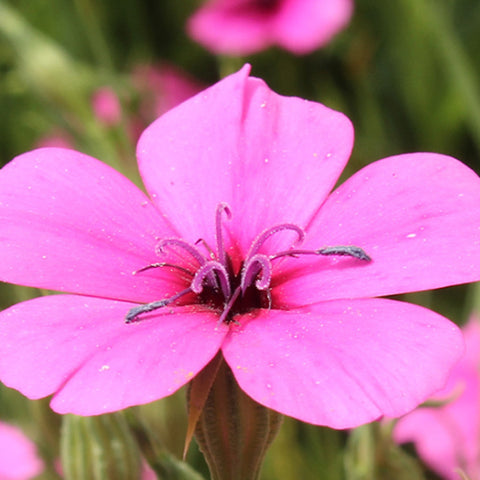 Agrostemma Githago Seeds