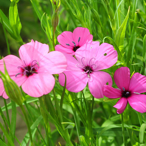 Agrostemma Githago Seeds