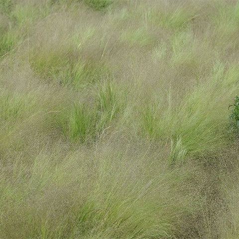 Agrostis Nebulosa Seeds