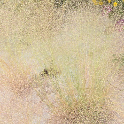 Agrostis Nebulosa Seeds