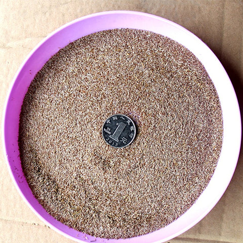 Agrostis Matsumurae & Cut Bentgrass Seeds