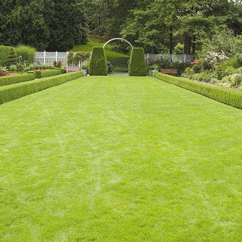 Agrostis Matsumurae & Cut Bentgrass Seeds