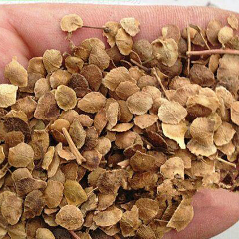 Ailanthus altissima & Varnish tree Seeds