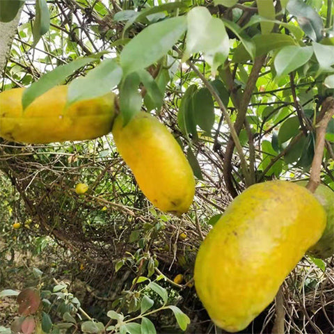 Akebia quinata & Chocolate vine Seeds