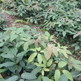 Akebia quinata & Chocolate vine Seeds