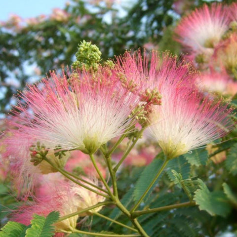 Albizia-julibrissin-Persian-silk-tree-Seeds