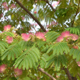 Albizia-julibrissin-Persian-silk-tree-Seeds