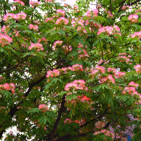 Albizia-julibrissin-Persian-silk-tree-Seeds