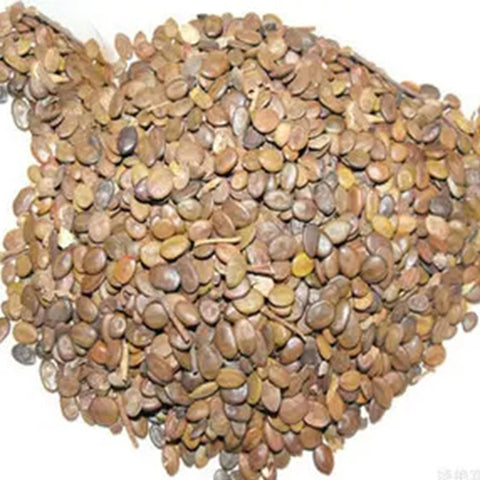 Albizia-kalkora-Albizia-Seeds