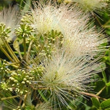 Albizia-kalkora-Albizia-Seeds