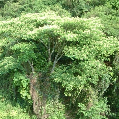 Albizia-kalkora-Albizia-Seeds