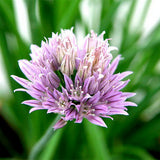 Allium-Schoenoprasum-Seeds