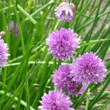 Allium-Schoenoprasum-Seeds