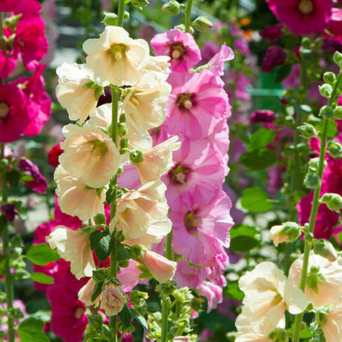 Althaea Rosea & Hollyhock Seeds