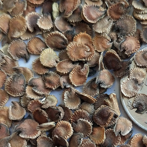 Althaea Rosea & Hollyhock Seeds