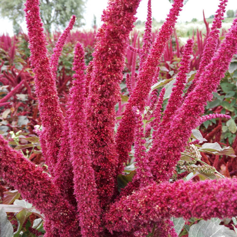 Amaranthus Caudatus & Love-Lies-Bleeding Seeds