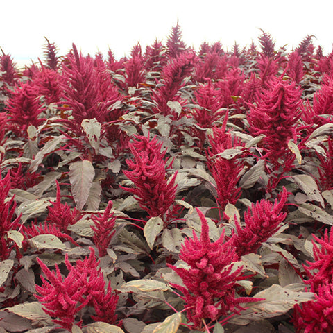 Amaranthus Caudatus & Love-Lies-Bleeding Seeds