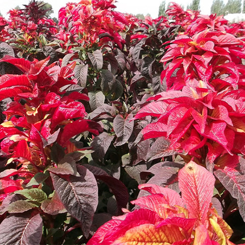 Amaranthus-Tricolor-Joseph’s-Coat-Seeds