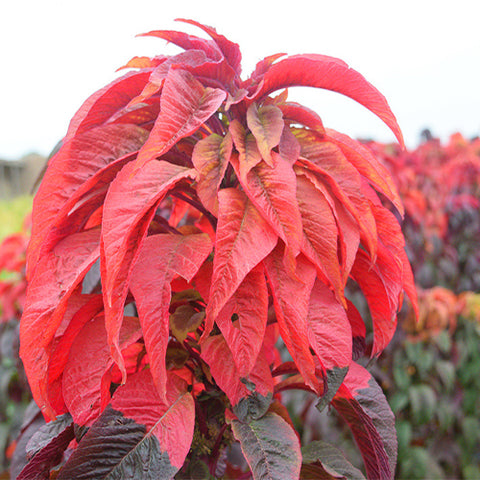 Amaranthus-Tricolor-Joseph’s-Coat-Seeds